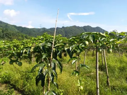 Passion flower extract powder