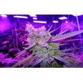 LED Grow Lights do pomidorów i sałaty warzywnej