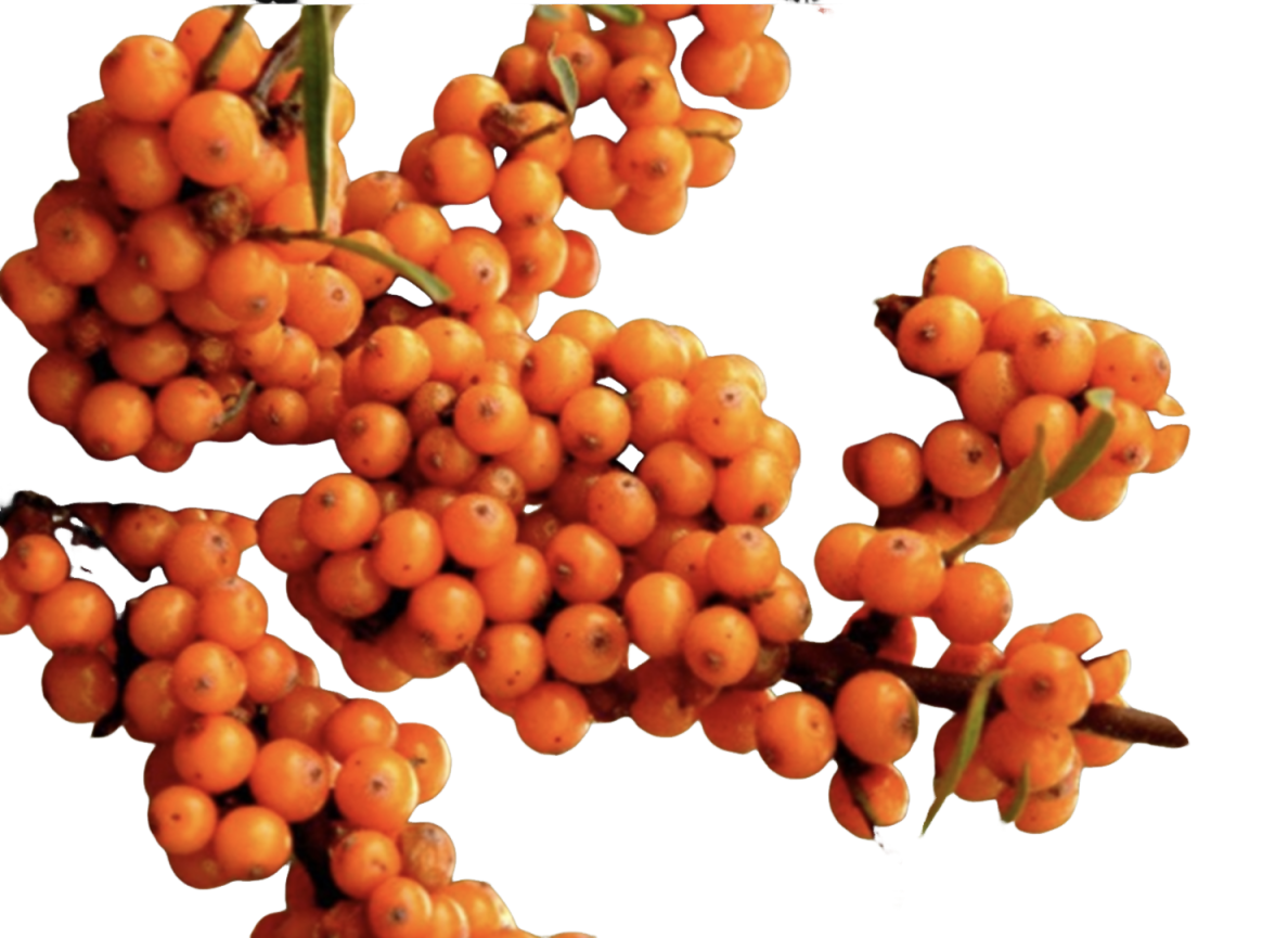 Sea Buckthorn Extract