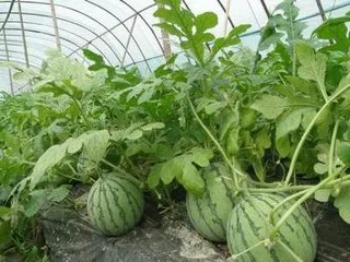 Agricultural Co-extruded film for plastic vine covering