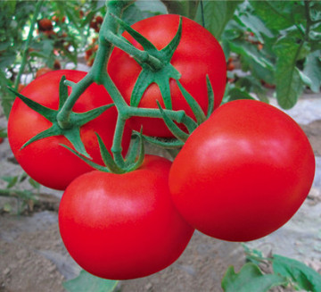 Red f1 hybrid tomato seeds