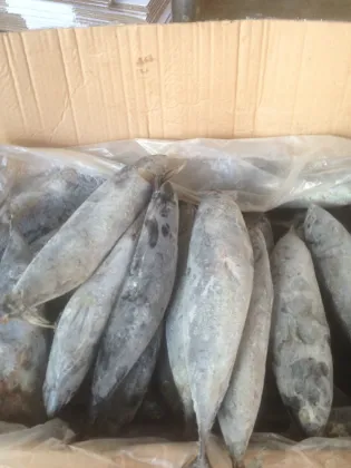 sea frozen bonito tuna