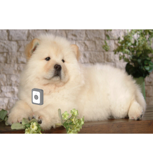 Pets Smart GPS Collar