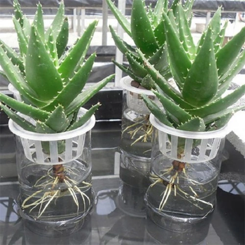 aloe vera gel gro gmbh 96% Bio-Aloe-Vera-Gel