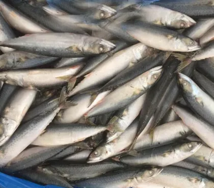 frozen mackerel farm fish