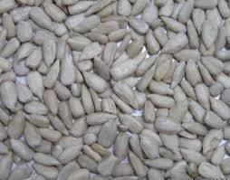 sunflower kernels organic sunflower seeds kernels sunflower seeds