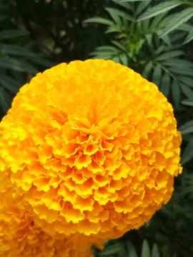 Giant Yellow