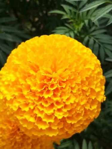 Giant Yellow