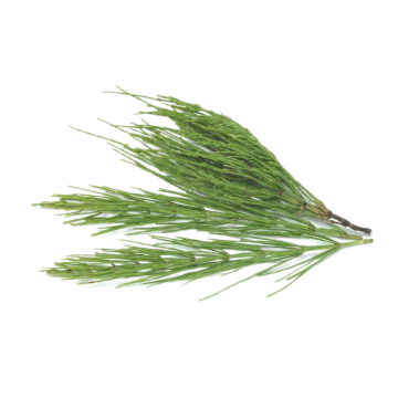 Horsetail Extract equisetum arvense extract