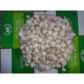 New Crop 2020 Normal White Garlic Loose Carton