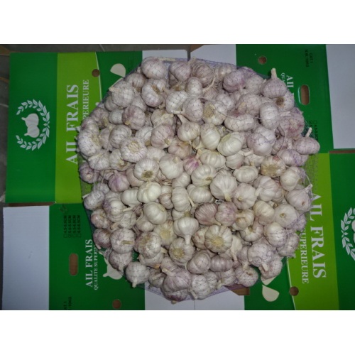 New Crop 2020 Normal White Garlic Loose Carton