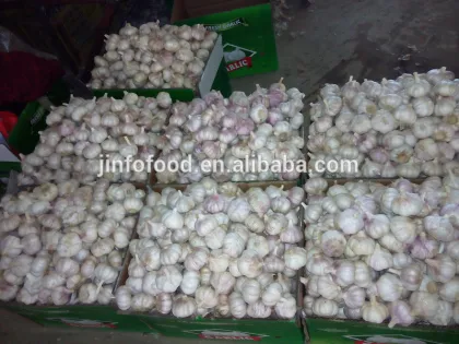 Best quality Jinxiang garlic