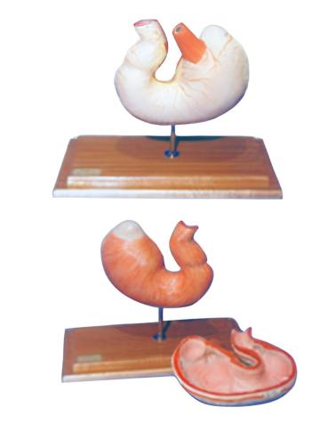 Anatomical model of pig stomach