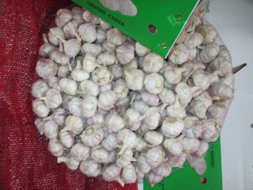 Good Quality Normal Garlic 2020