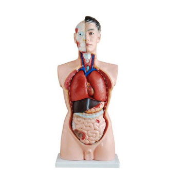Chongqing Scope Supply 85CM Anatomy Manikin - 19 Parts Male Torso Model