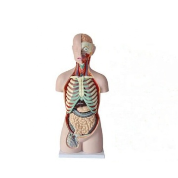 DARHMMY 85 cm Open-backed Human Anatomical Torso Model for Medical Science