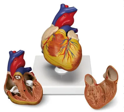 Anatomical model of the heart in children