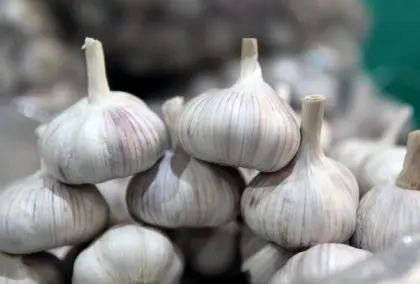 Fresh Harvest White Garlic Delivered Direct