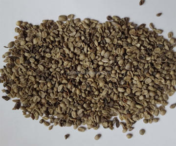 wholesale fresh coffee beans for sale