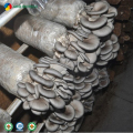 Tapones de setas de ostra cultivados frescos