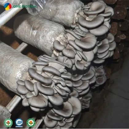 Farm organic fruitwood grey oyster mushroom spawn