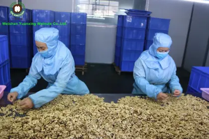 wise choice Chinese walnut kernels light pieces