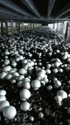 Fresh white button mushroom Delicate Champignon Mushroom