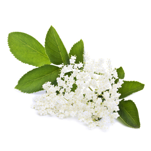 Elderberry extract( Anthocyanidins25% UV)