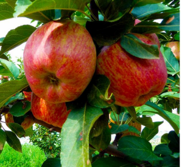 Sweet red star apple