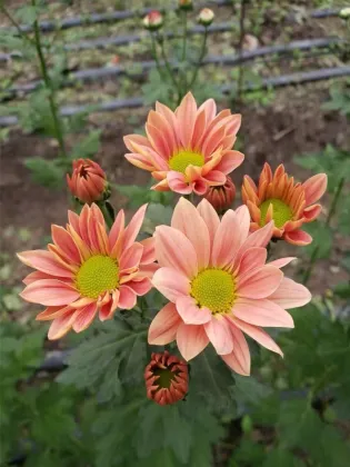 Champagne Salmon spray chrysanthemum