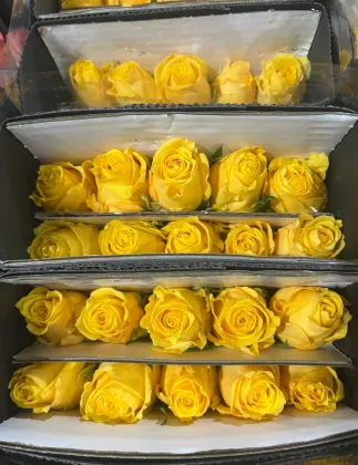 Luxury Yellow Golden Strike Rose Single-Headed