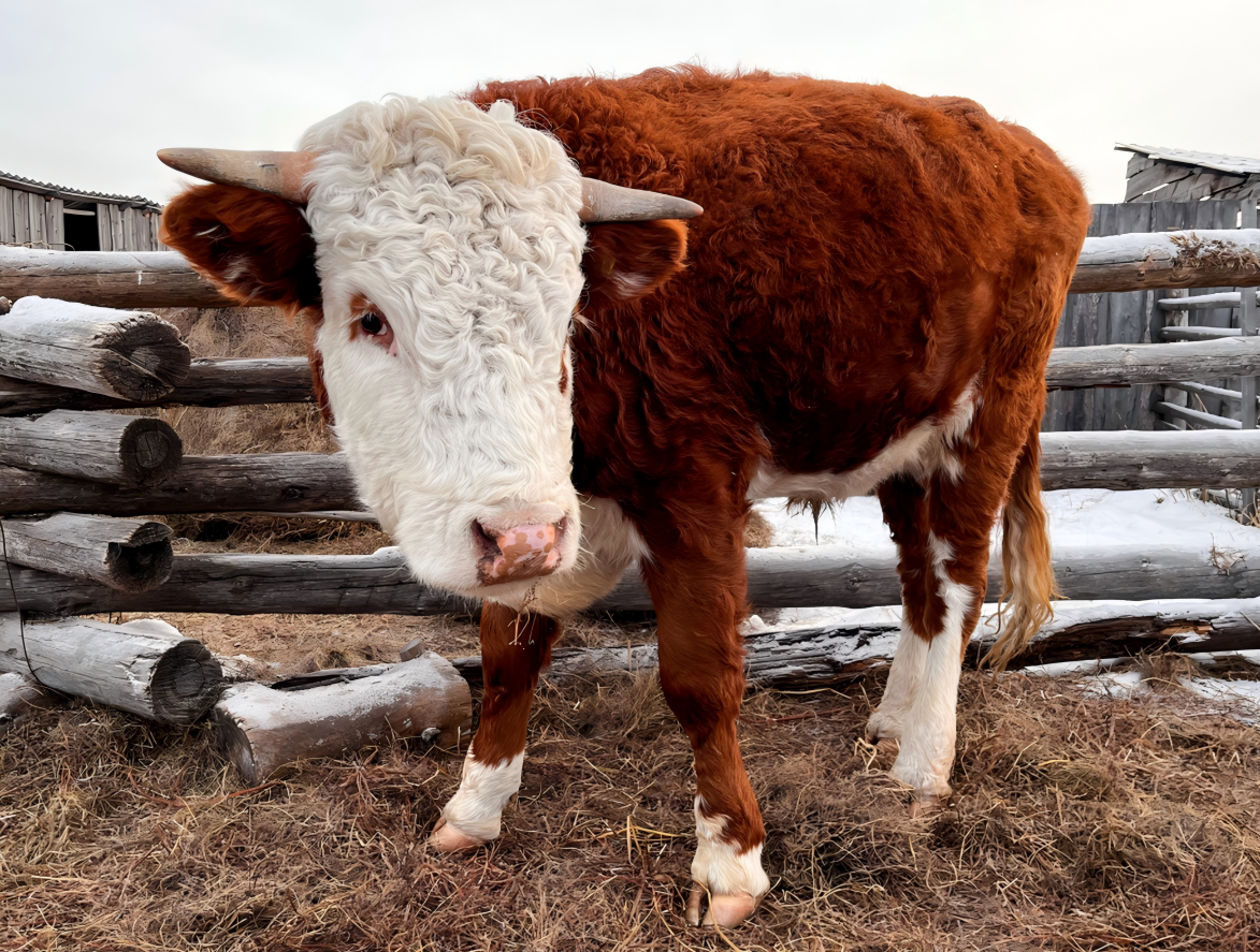 cow sonogram machine