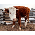 Fast Scan LC cow sonogram machine