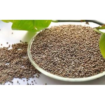 Perilla Seed In Korean