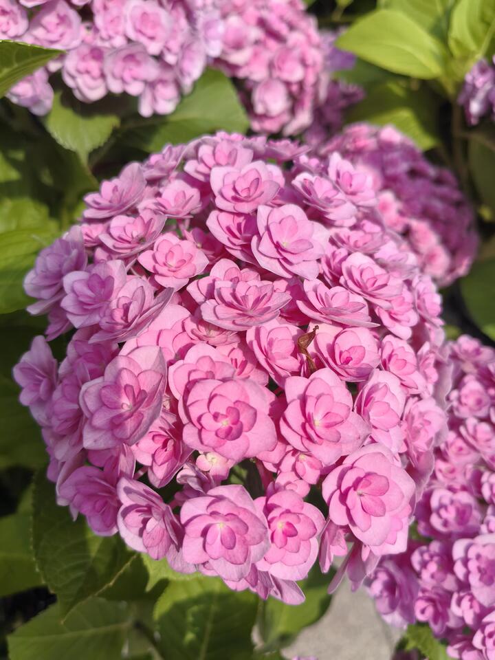 Pink double hydrangea