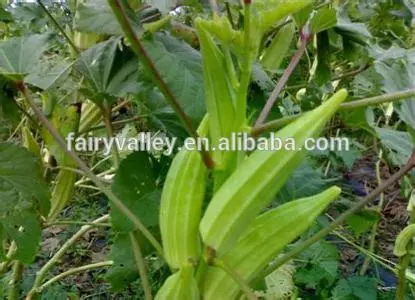 New Crop okra seeds for cultivation