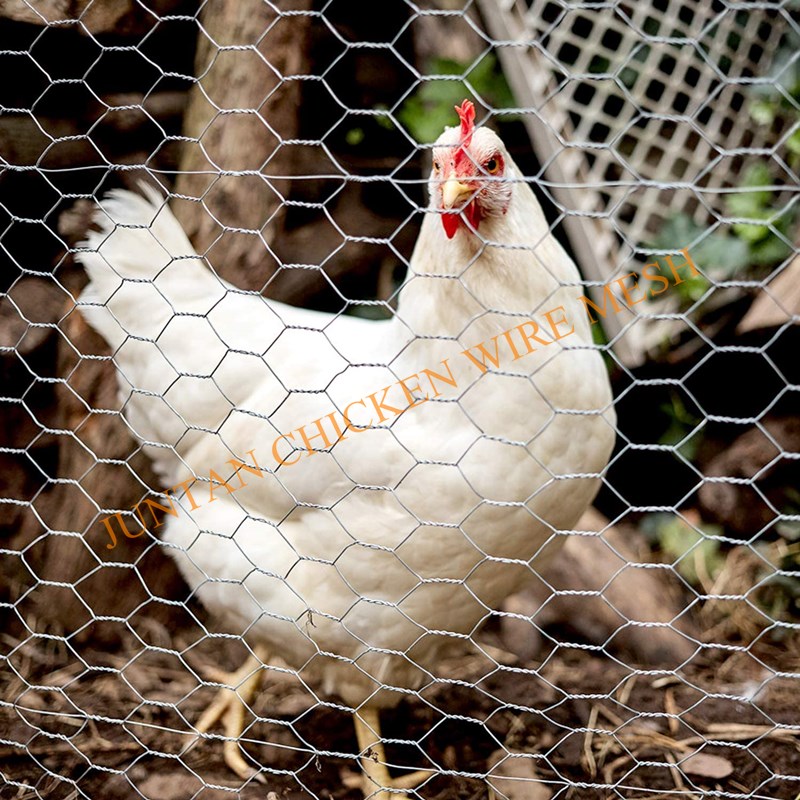 Lowes Hexagonal Chicken Malhas de arame