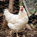 Lowes Hexagonal Chicken Wire Mesh Roll