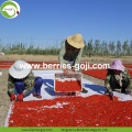 Baies de Goji séchées mécaniques naturelles de fruit d&#39;approvisionnement d&#39;usine