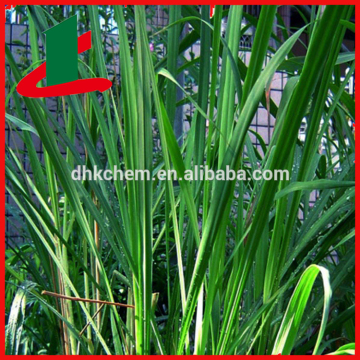 Pure Essential Oil 100% Natural Liquid bulk Citronella Oil