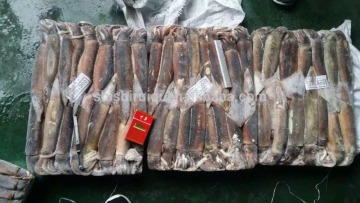 BQF illex argentina/argentinus squid WR