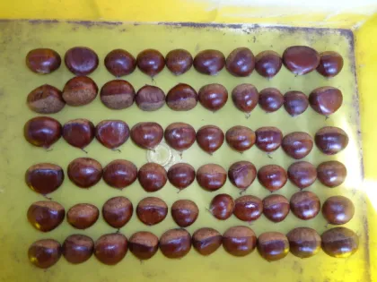 New Season Fresh Chestnut