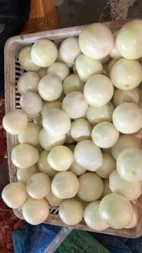 Household Multi-use White Onion