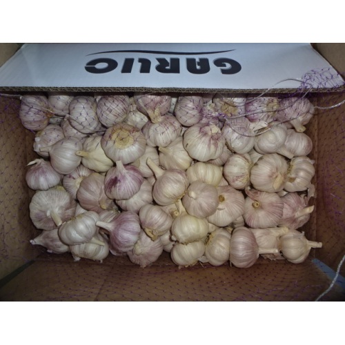 Hot Sale Normal White Garlic 2020