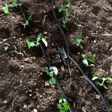 Vegetable Greenhouse Drip Irrigation Zone