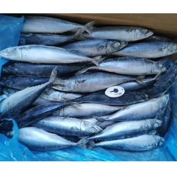 Frozen Pacific Mackerel Scomber Japonicus