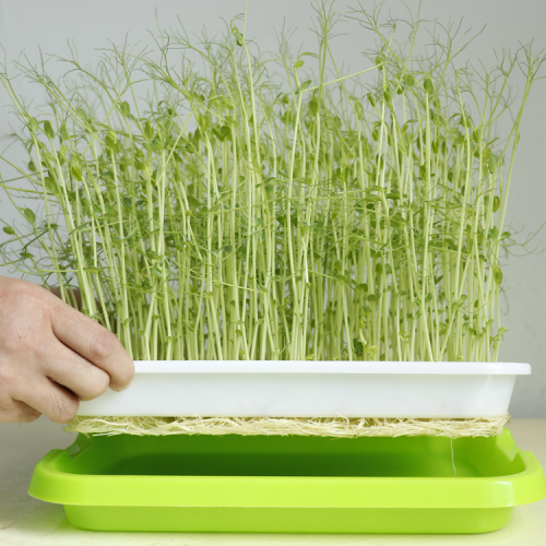 Soil-free Food Grade Pp Healthy Grower Tray