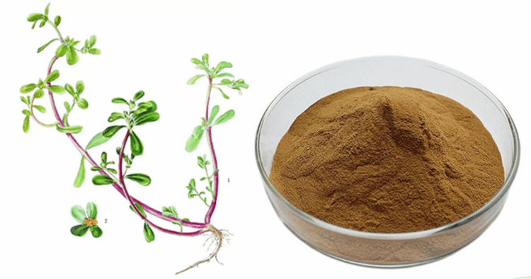Portulaca oleracea Extract for skin