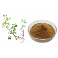 Portulaca oleracea Extract for skin