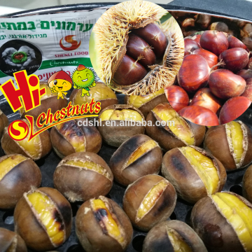 Wholesale Chestnut Fresh Chinese chestnut